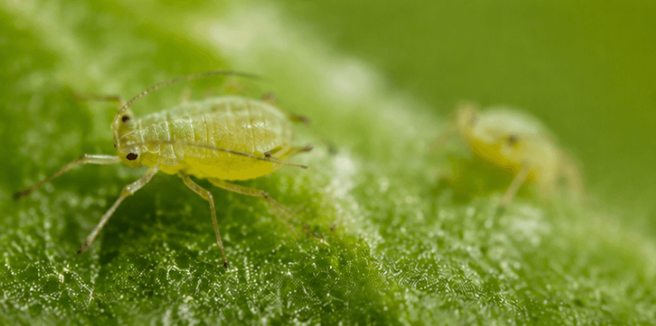 Aphids, a common garden pest, on a leaf