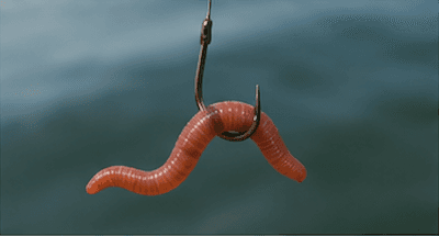 Fishing bait — a worm on a hook