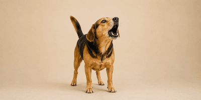 A dog barking
