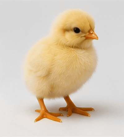 A small yellow baby chick