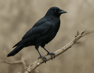 crow · crew