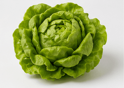 A fresh green lettuce head