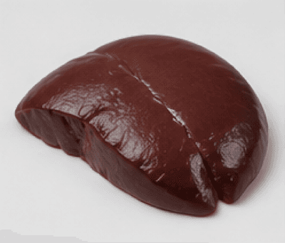 liver · lever