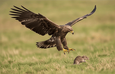 A rabbit in grass — an animal hunted as prey