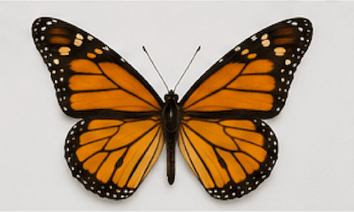 A symmetrical butterfly with identical left and right wings