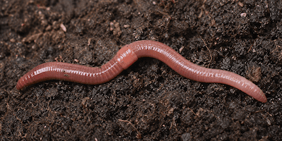 An earthworm in dark soil